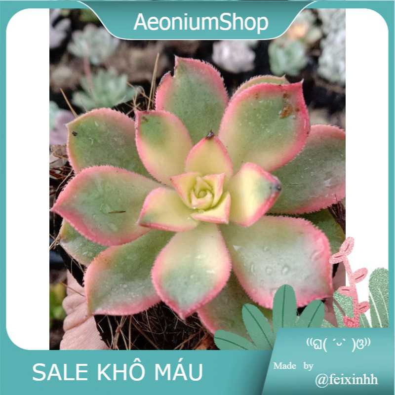 MỘT CHIẾC SEN ĐÁ 3 MÀU CẦU MAY MẮN 🍀 SIZE MINI 8X8CM ĐÃ THUẦN KHÍ HẬU SỨC SỐNG CAO ĐẸP 💪