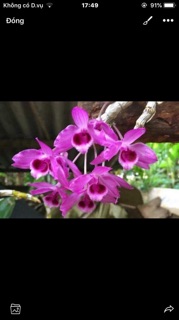 TRẦM TÍM GIỐNG hoa thơm- bền .