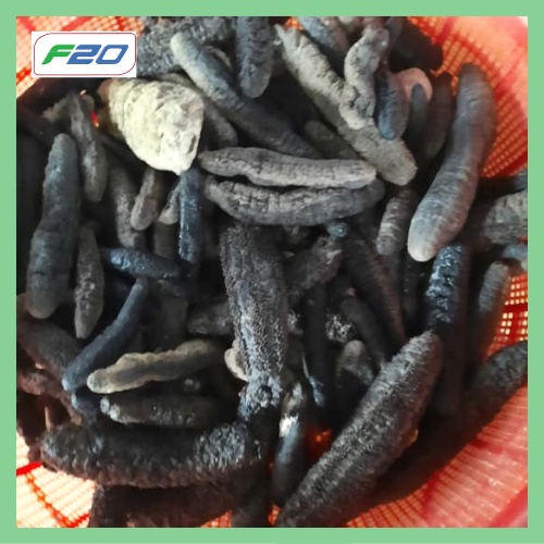 Combo 5 con hải sâm khô - Hải Sâm Đen Nha Trang