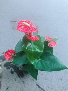 Cây Hồng Môn