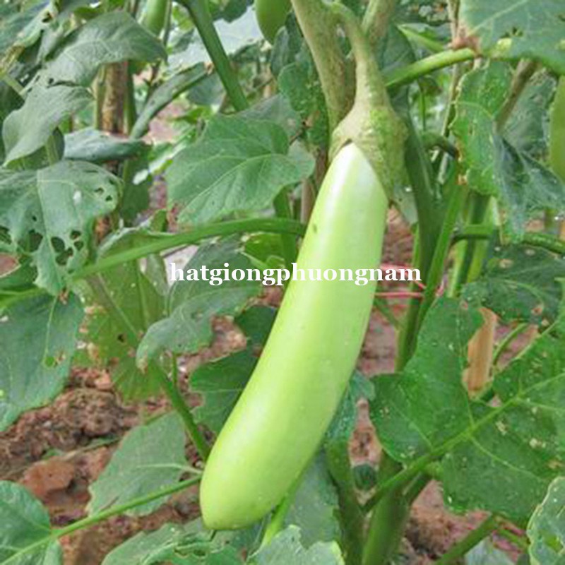 HAT GIỐNG CÀ XANH MỠ