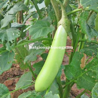 Hat giống cà xanh mỡ