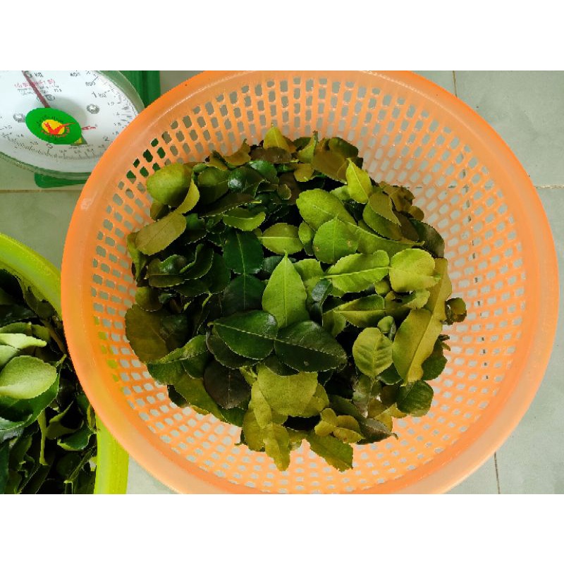 Lá chanh thái. 100g lá chúc 20k