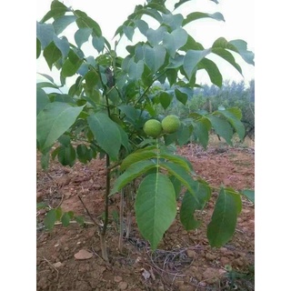 Cây Giống Óc Chó