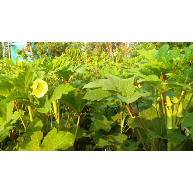 Hạt Giống Đậu Bắp Xanh Phu Nong