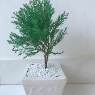Tùng bồng lai
