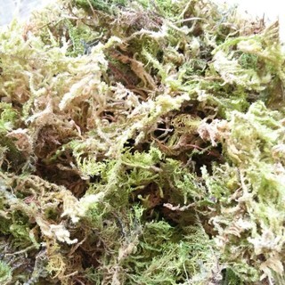 - 1kg Rêu rừng trồng Lan hàng đẹp, chuyên cho cây hoa cảnh.