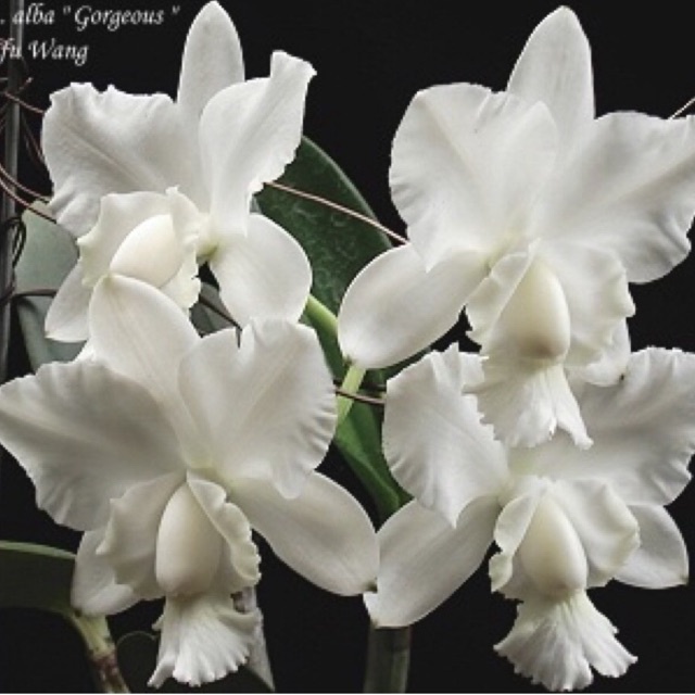 Hoa Lan Cattleya Dolosa hương bưởi thơm cây trưởng thành đẹp