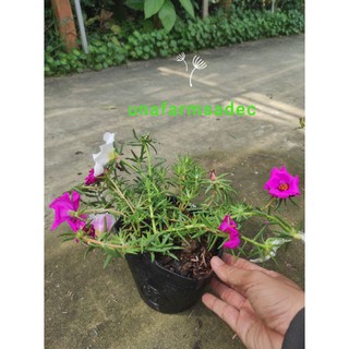 Chậu nhựa mềm 10h Mỹ