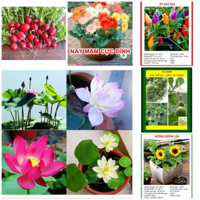 COMBO Chào XUÂN HÈ 06 LOẠI HẠT GIỐNG HOA QUẢ DỄ TRỒNG Tặng kích mầm gồm sen nhật củ cải hoa đồng tiền cà chua bạch tuộc