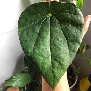 🌸 LÁ SƯƠNG SÂM LÔNG (Lá tươi) 🌸