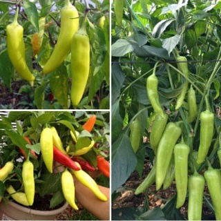 Hạt giống ớt sừng