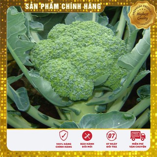 Hạt Giống Súp Lơ Xanh F1 Nhật(0,2g)