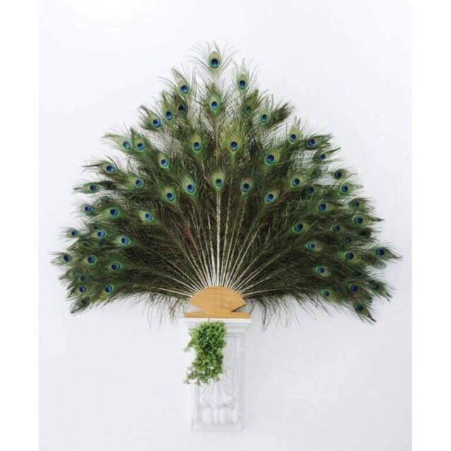 30 Lông công 100cm đại cát đại lợi | BigBuy360 - bigbuy360.vn