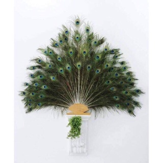 30 lông công phong thủy 80-90cm