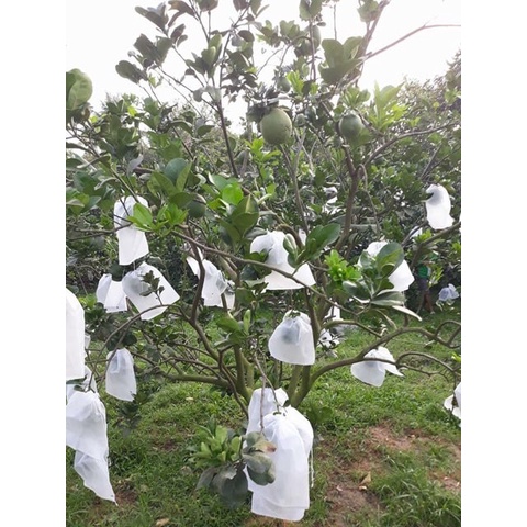 100 CÁI TÚI VẢI TỐT BAO BỌC BƯỞI, DƯA LƯỚI, CHÙM MẬN,..KÍCH THƯỚC 30*35cm