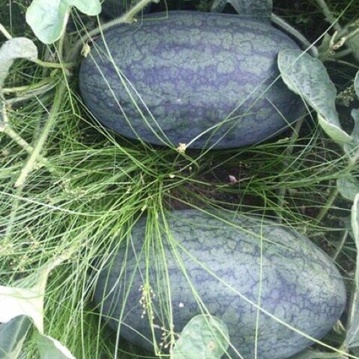 HẠT GIỐNG DƯA HẤUHẮC MỸ NHÂN F1 QUẢ SIÊU TO