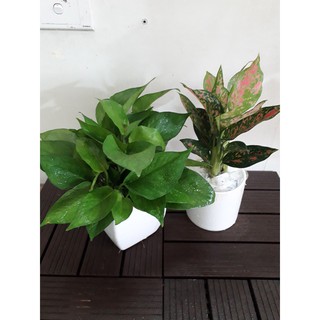 Combo trầu bà vạn lộc để bàn trang trí nội thất