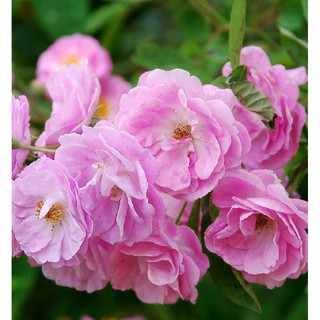 20 Hạt giống hoa hồng thơm mini (Kèm kích thích hạt nảy mầm)