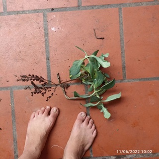 Cành hoa sống đời màu vàng, đỏ