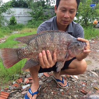 Mồi bột câu cá rô phi khổng lồ. Túi 500 Gram.