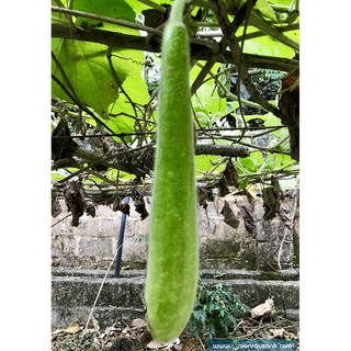 Hạt giống bầu sao quê quả dài - 5 hạt
