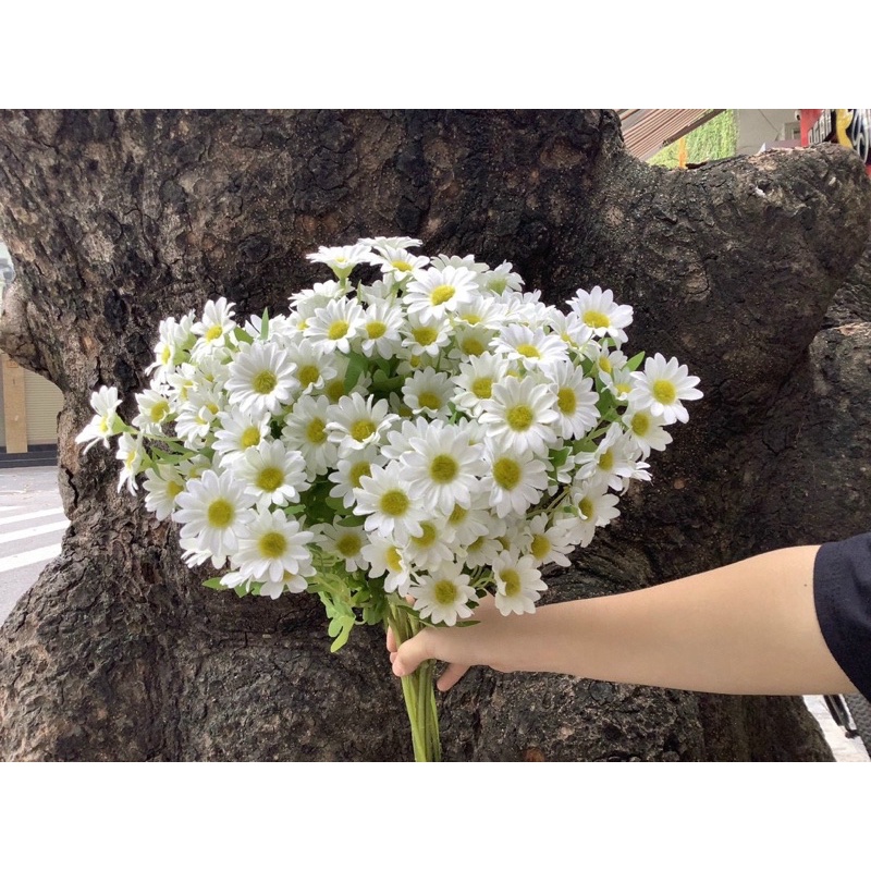 Hoa Cúc Mẫu đơn bông to