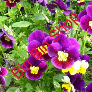 Hạt giống HOA BƯỚM VIOLA Nhiều màu gói 50 Hạt