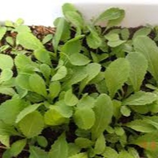20gram HẠT GIỐNG CẢI XANH ĂN NON