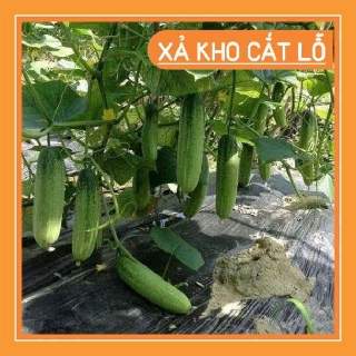 Hạt giống Dưa chuột nếp thơm