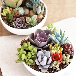 Hạt Giống Sen Đá Mix