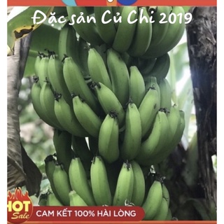 [Nhà trồng] Chuối già Củ Chi dùng nấu 1kg