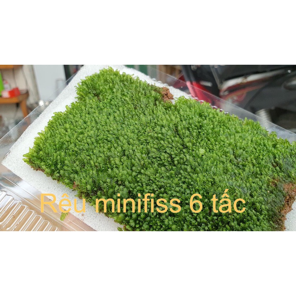 RÊU MINIFISS LÁ NƯỚC | Mini fiss TRẢI NỀN HỒ THUỶ SINH