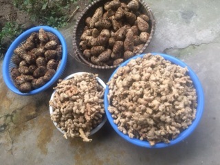CỐT GỪNG HẠ THỔ