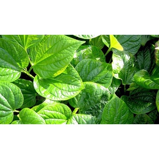 Cây giống lá lốt-cây dễ trần.