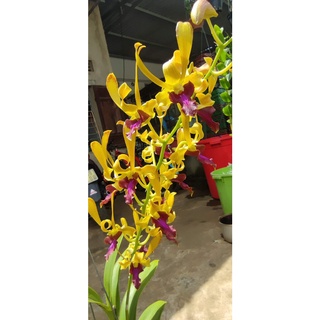 HOA LAN NẮNG SING LAI THỎ
