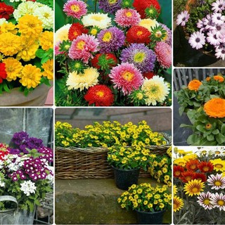 Combo 7 gói hạt giống hoa các loại - tặng 1 phân bón