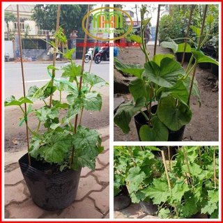 Dây bầu bí mướp ăn quả trồng sẵn cao 1m đồng giá Minh Hân Garden