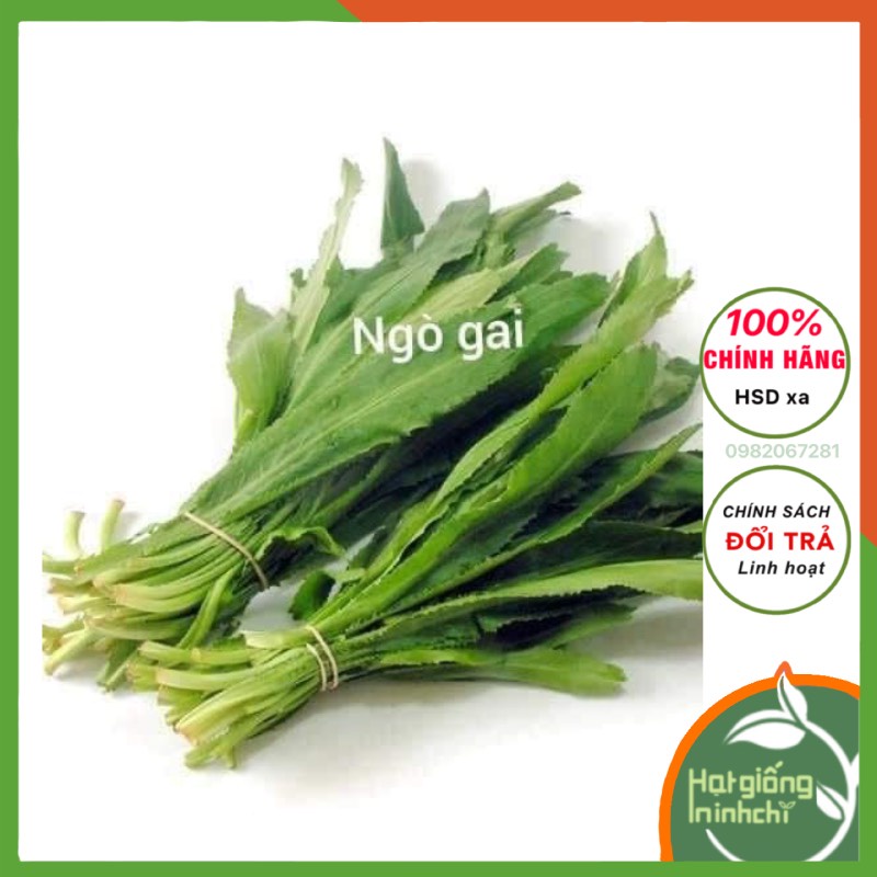 Hạt giống rau ngò gai (mùi tàu), đóng gói 10g