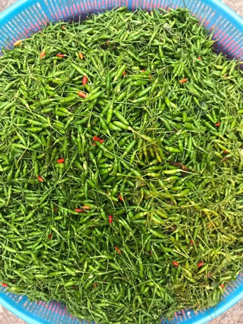 Ớt gió Đồng Văn Hà Giang muối hộp 500g