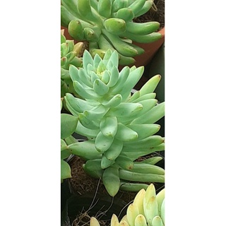 Sen đá chuỗi ngọc đứng sz bầu