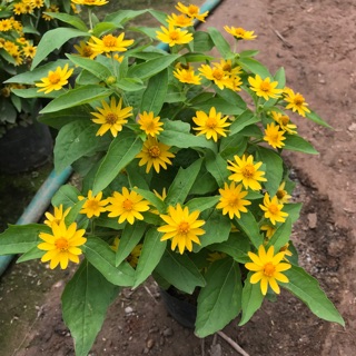 Cúc mặt trời sáng bừng ngôi nhà bạn chỉ 20k/ bầu