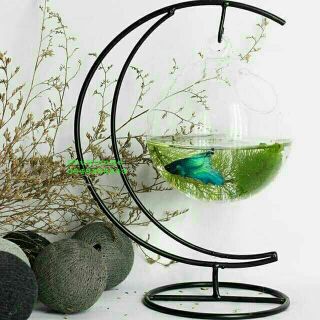 Bể Cá Treo Phong Thủy Bán Nguyệt