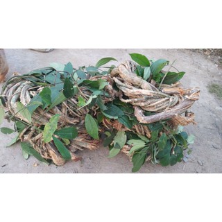 Sỉ toàn quốc sâm xuyên đá 1kg - 2kg
