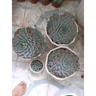 Sen đá bé tuyết 25 -28cm