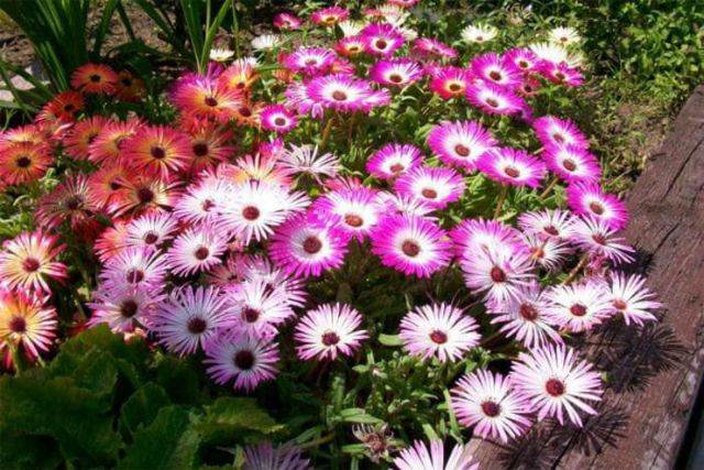 Gói 200 Hạt Giống Hoa Mười Giờ Châu Phi Nhiều Màu Mix