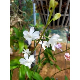 Chậu Hồ Điệp Rừng