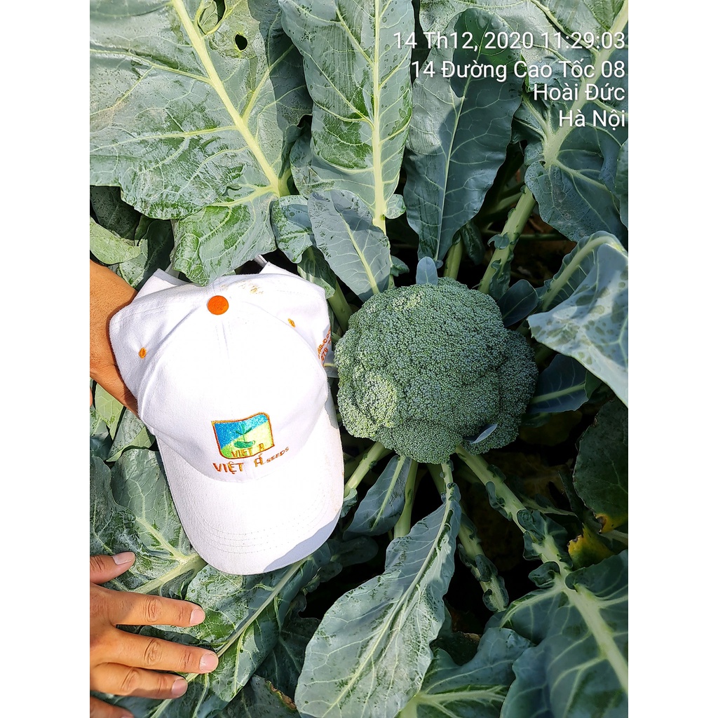 Hạt giống Súp Lơ Xanh Green Royal  - 2500 hạt