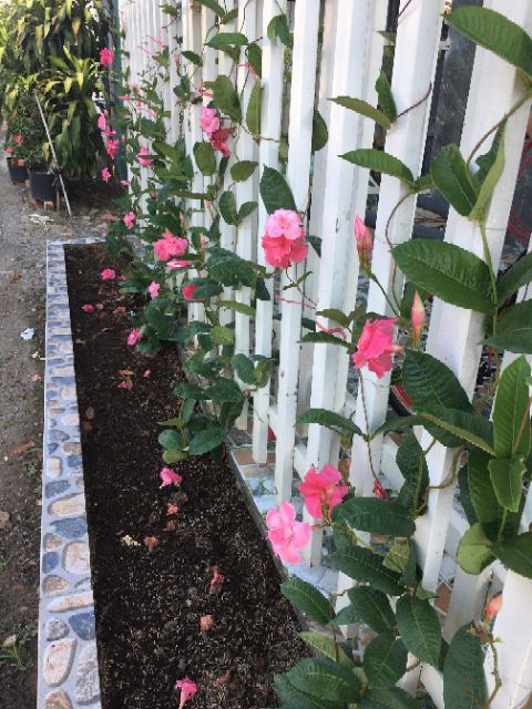 Dây leo hồng anh.... vuonhoasadet