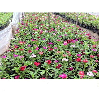 Hạt Giống Hoa Dừa Cạn Rủ Gói 20 Hạt